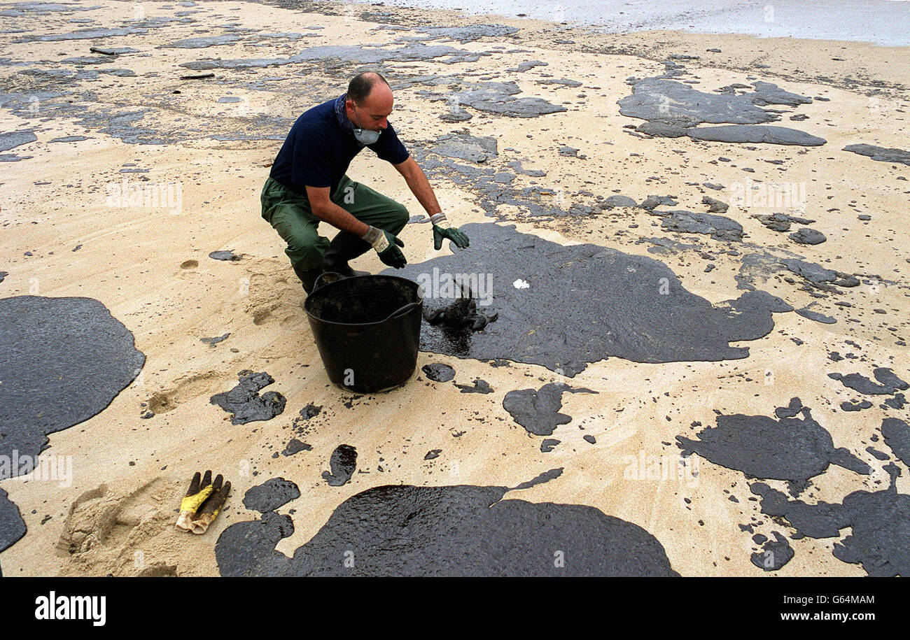 Ein portugiesischer Freiwilliger rettet am Strand von Mar de Fora, Finisterre, Galicien, Nordwestspanien, einen geölten Seevöl, nach der Katastrophe des Öltankers Prestige, bei der vor der Nordwestspitze Galiciens tausende Liter Schweröl in den Atlantik freigesetzt wurden, *..Nachdem das Schiff einen Bruch des Rumpfes erlitten hatte, spaltete sich in zwei Hälften und sank. Stockfoto