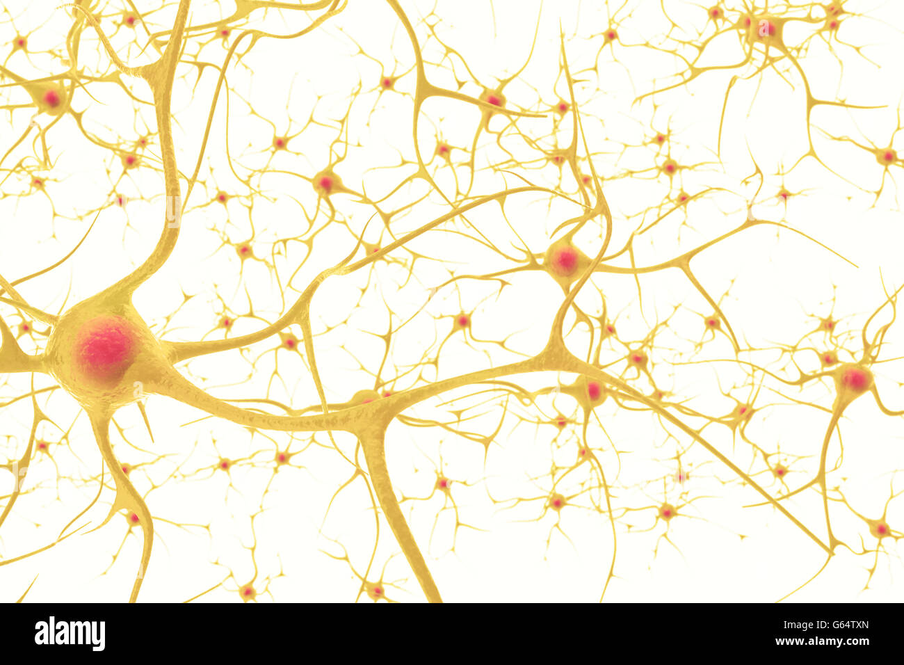 Neuronen im Nervensystem Menschen mit der Wirkung der Tiefenschärfe. 3D Abbildung auf einem weißen Hintergrund Stockfoto