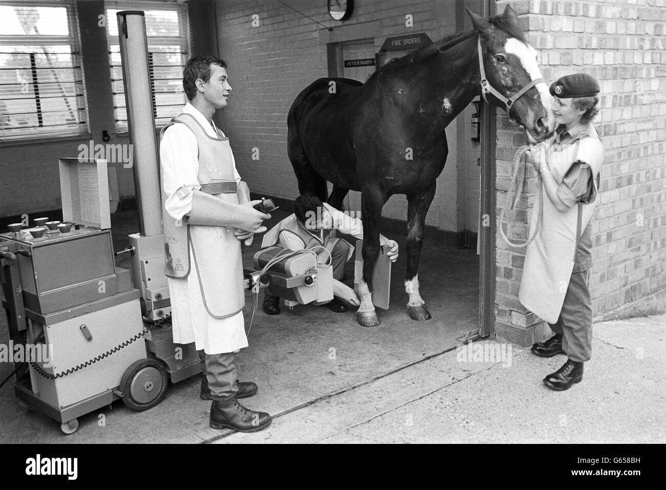 Sefton, das 19 Jahre alte Kavalleriepferd, das beim Bombenanschlag im Hyde Park verletzt wurde, wird im Veterinärzentrum der Armee in Melton Mowbray auf eine Röntgenaufnahme vorbereitet. Stockfoto