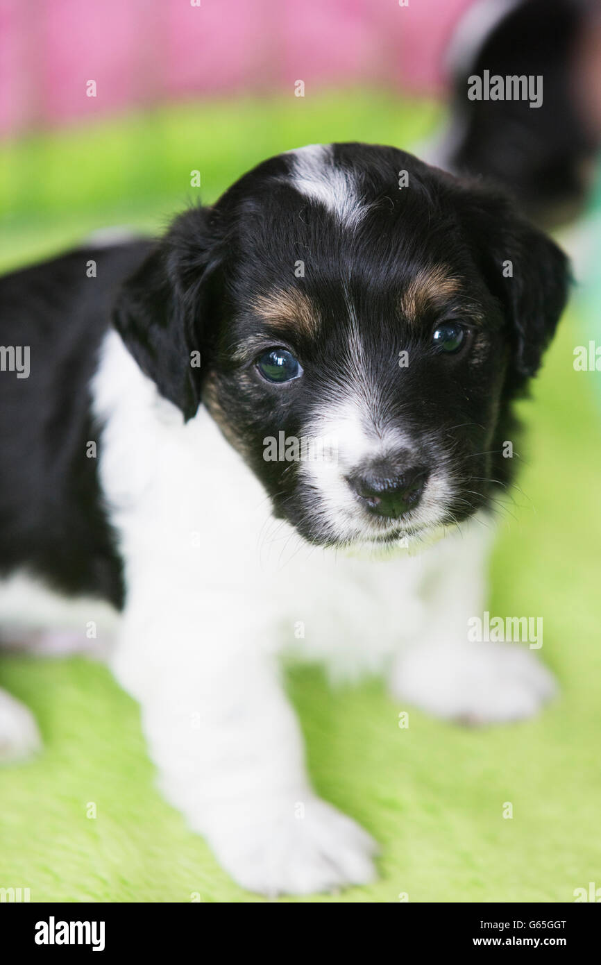 Niedlichen schwarz weiß braun Mischling Welpen Hund Blick auf Kamera auf grün rosa Decke Stockfoto