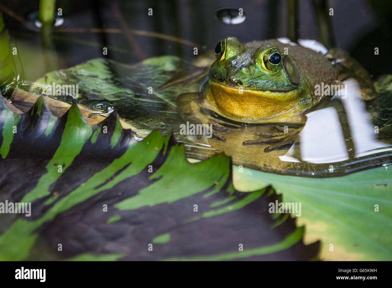 Frosch auf ein Seerosenblatt. Stockfoto