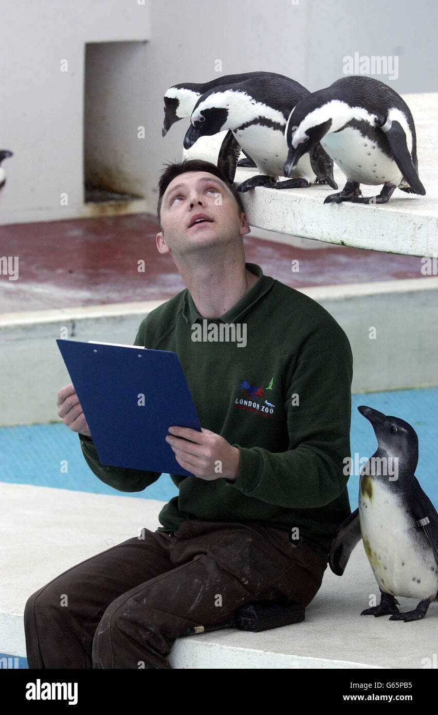 London Zoo Pinguine Bestandsaufnahme Stockfoto