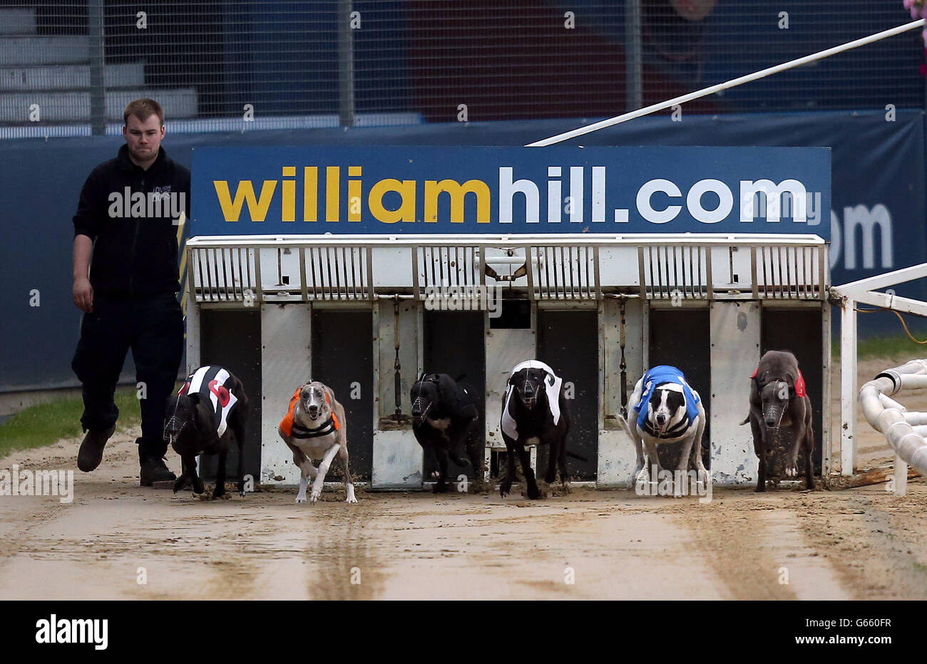 Droopys Ed Moses (Nr. 6 schwarze und weiße Streifen), Zenas Elena (Nr. 5 orange), Islas Scolari (Nr. 4 schwarz), Jaytee Hellcat (Nr. 3 weiß), HIPOwer Rhino (Nr. 2 blau) und Britania Ardbeg (Nr. 1 rot) verlassen die fallen während des William Hill Greyhound Derby 2. Runde Heat 11 Stockfoto