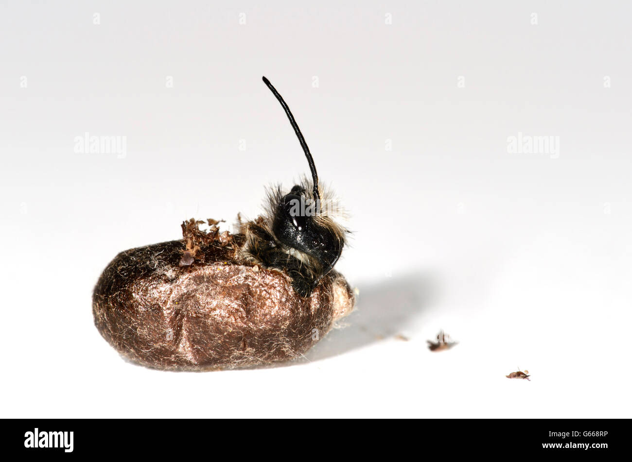 Rote Mauerbiene (Osmia Bicornis) schlüpfen, ausgereifte Biene durchbeißen Kokon, Schweiz Stockfoto