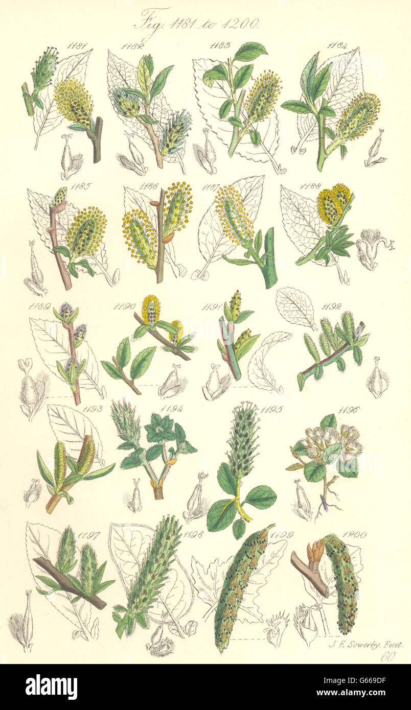 Wildblumen: Heidelbeere-fort-Apple-leaved wollige Weide; Pappel. SOWERBY, 1890 Stockfoto