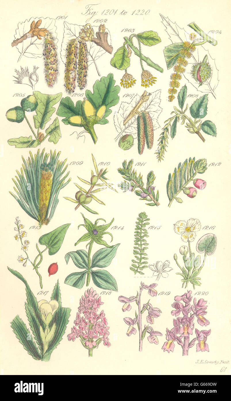 WILDE Blumen: Pappel Buche Kastanie Eiche Hazel Eibe Briony Thymian Aloe.SOWERBY, 1890 Stockfoto