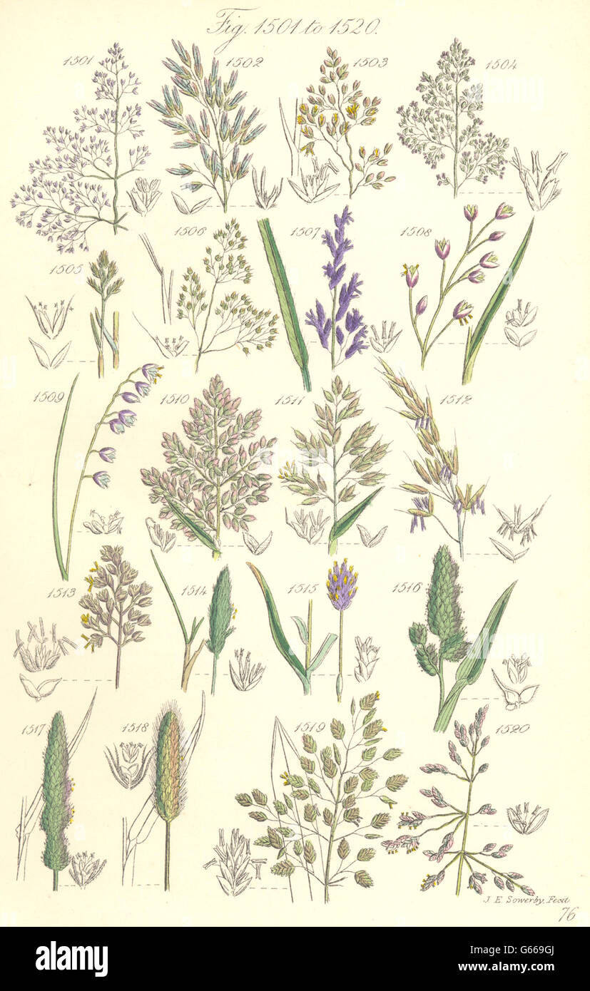 WILDGRAS Blumen: Haare Melic weichen Hafer Heilige Moor Panick Wiese. SOWERBY, 1890 Stockfoto