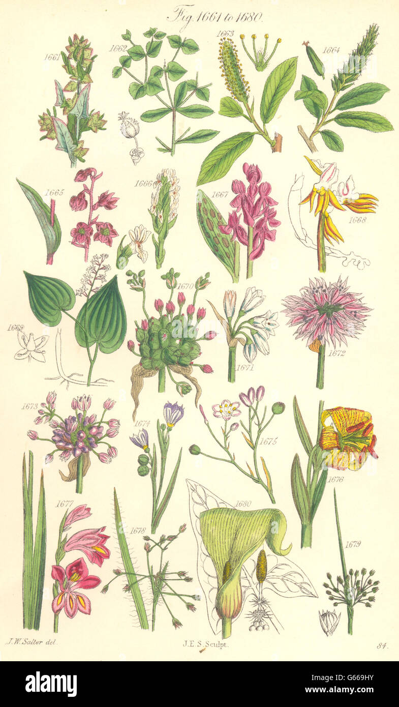 Wildblumen: Basallappen Wolfsmilch Orchis Lauch Knoblauch Bärlauch Schnittlauch Lily. SOWERBY 1890 Stockfoto