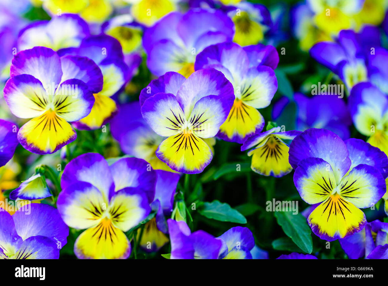 Blumenbeet voll von blauen und gelben Garten Stiefmütterchen in voller Blüte. Stockfoto