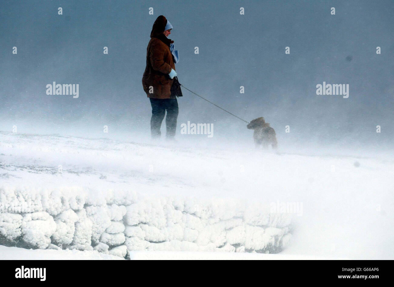 Schwere Schneestürme trafen den Nordosten, als eine Frau mit ihrem Hund in Whitley Bay kämpft. Stockfoto