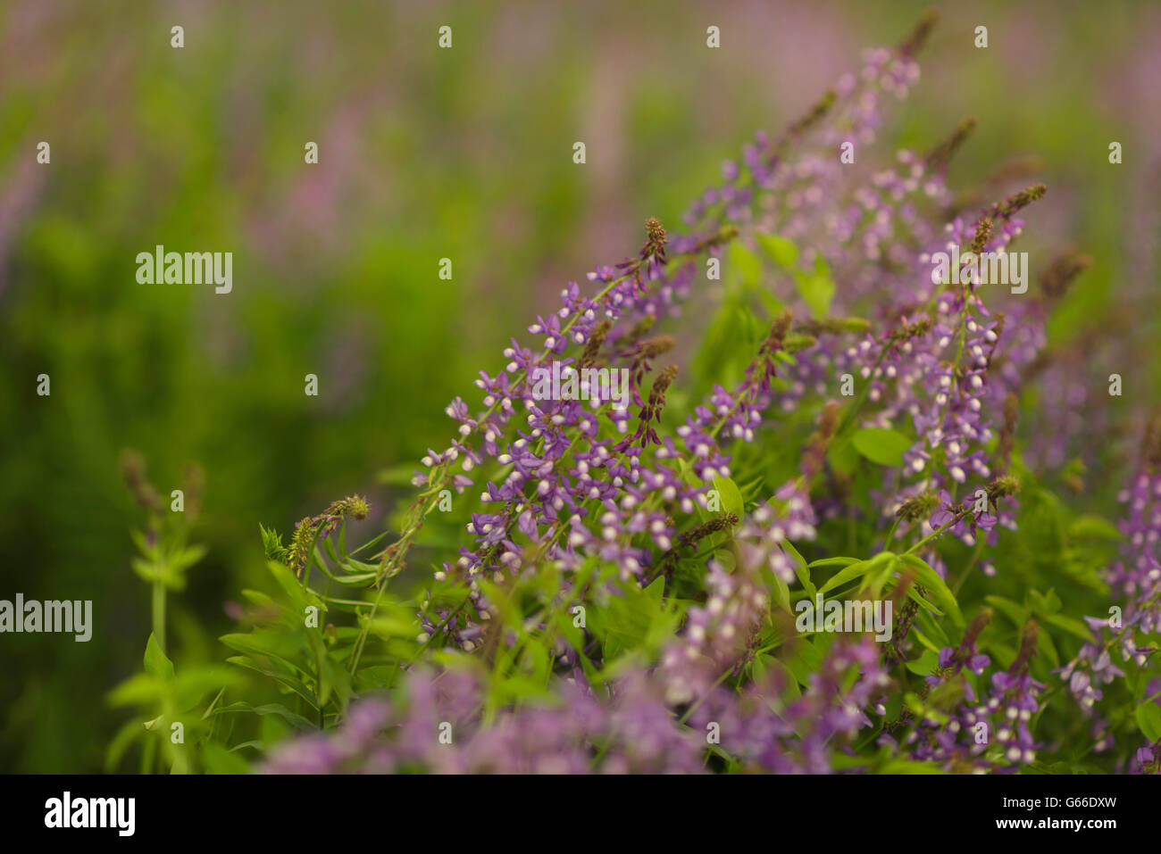 Frische Lupine Hautnah Im Fruhjahr Bluhen Hohen Uppigen Lila