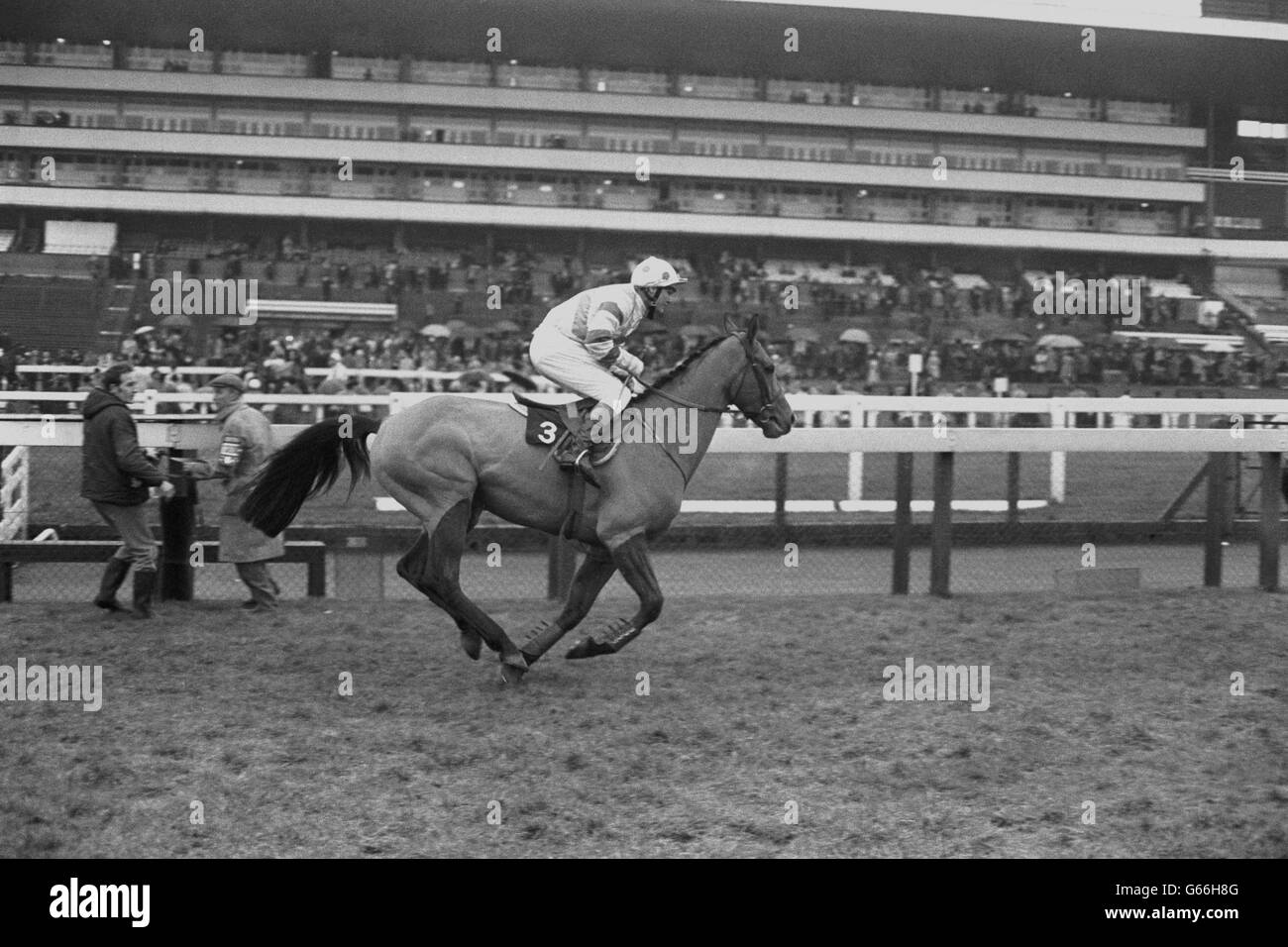 Mr A L Chambers Pferd "Gay Trip", ein Eintrag für die Mackeson Gold Cup Handicap Chase in Cheltenham. Trainiert von T F Rimell, von Kinnersley, Severn Stoke, Worcester, und wird von Terry Biddlecombe geritten. Stockfoto