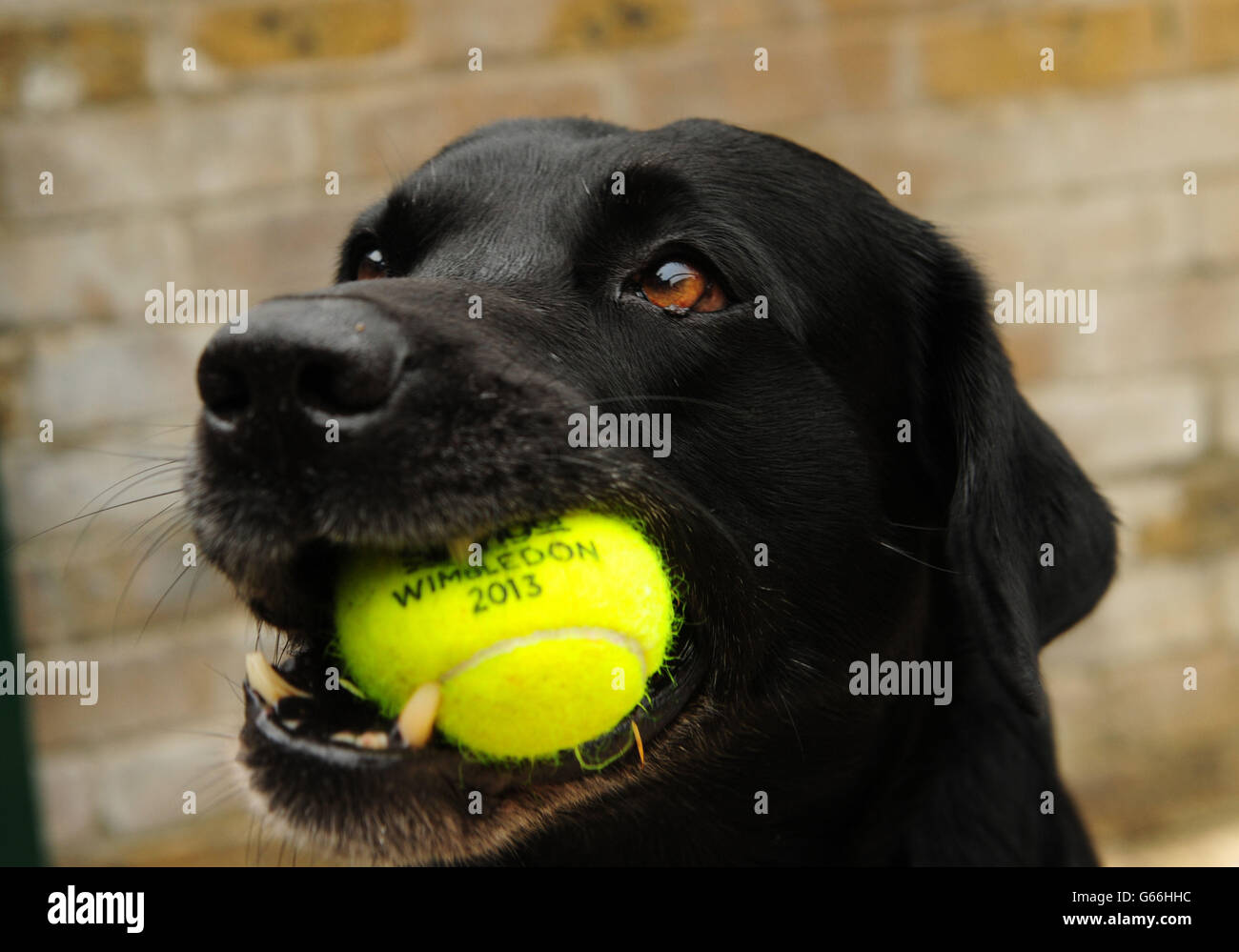 Sprengstoffe suchen Hund Dylan mit einem Wimbledon Ball in seinem Mund vor Tag neun der Wimbledon Championships bei der All England Lawn Tennis und Croquet Club, Wimbledon. Stockfoto