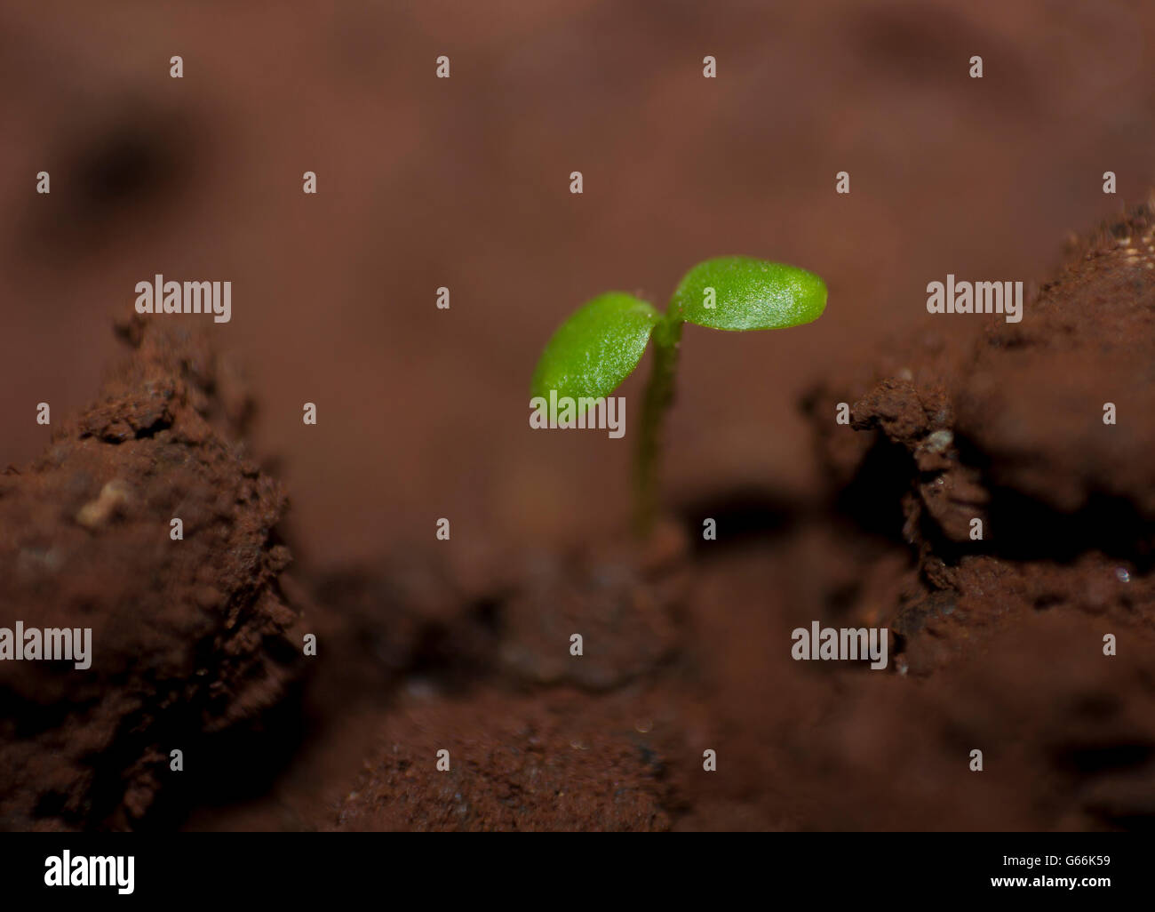 Bäumchen aus Waldboden Stockfoto