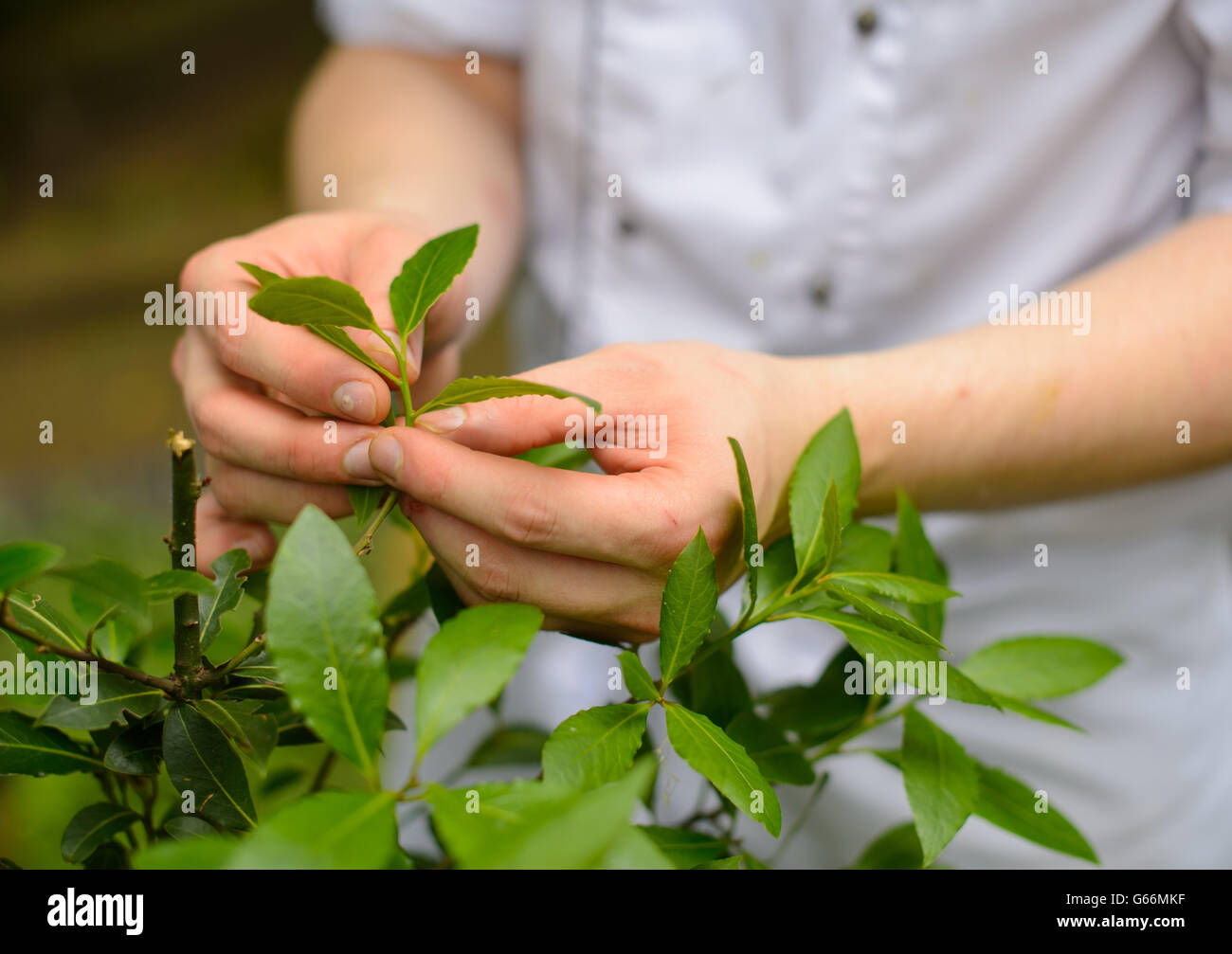 Kräutergarten des Savoy Hotels. Ein Küchenchef pflückt Lorbeerblätter im Kräutergarten des Savoy Hotels im Zentrum von London. Stockfoto Kräutergarten des Savoy Hotels. Ein Küchenchef pflückt Lorbeerblätter im Kräutergarten des Savoy Hotels im Zentrum von London. Stockfoto