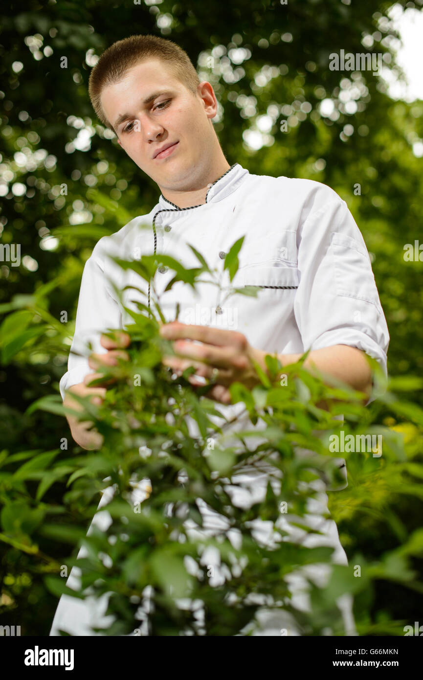 Micheal Tonga pflückt Lorbeerblätter im Kräutergarten des Savoy Hotels im Zentrum von London. Stockfoto Micheal Tonga pflückt Lorbeerblätter im Kräutergarten des Savoy Hotels im Zentrum von London. Stockfoto