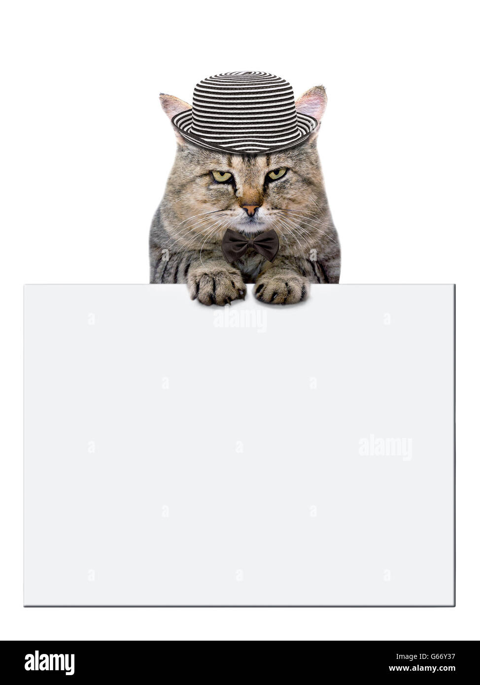 Katze beruht auf einem leeren Banner auf weißem Hintergrund Stockfoto