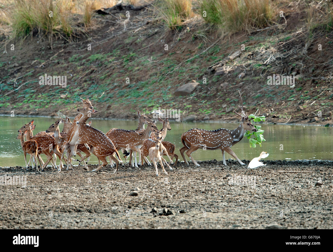 Das Bild der gefleckte Rehe (Achse-Achse) Hirsch und Weibchen in Tadoba Nationalpark, Indien Stockfoto