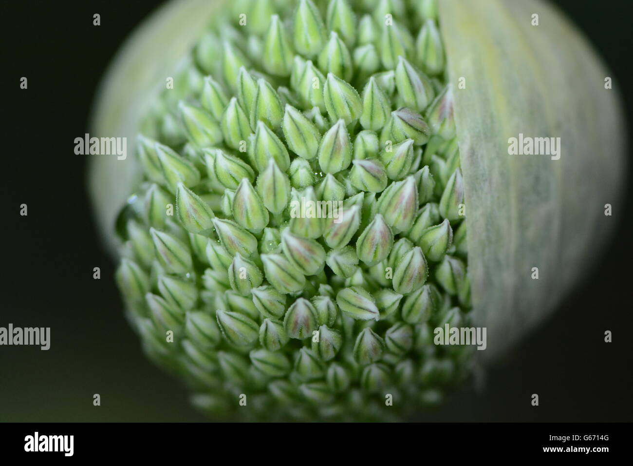 Neue Blüte auf allium Blume Nahaufnahme Stockfoto