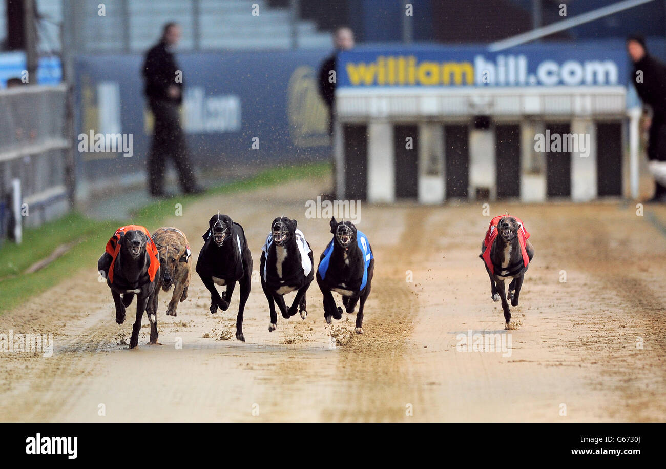 Hather George (Nr. 6 schwarz/weiß), Boherna Rumble (Nr. 5 orange), Reel Trickyone (Nr. 4 schwarz), Frisby Barney (Nr. 3 weiß), Bonamassa Rocks (Nr. 2 blau) und Benkaat Blue (Nr. 1 rot) im Einsatz während des William Hill Derby 3. Runde Heat 5 Stockfoto