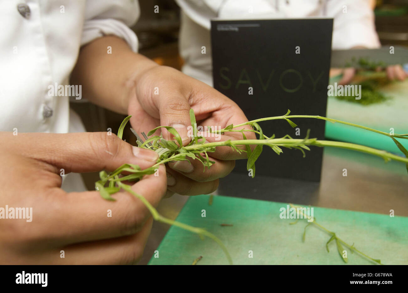 Köche bereiten Kräuter und Salat im Savoy Hotel in London zu. Stockfoto