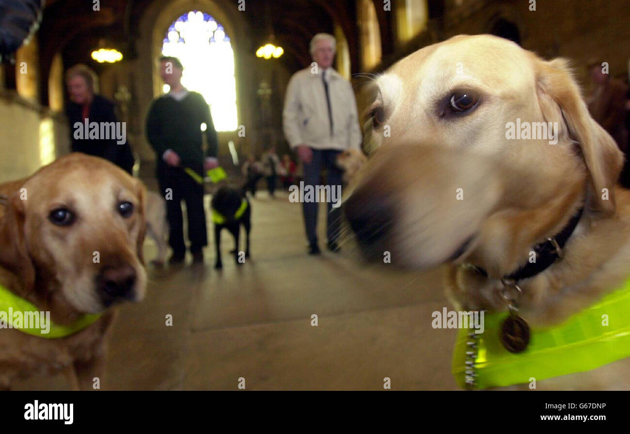 Guide Hundebesitzer in Westminster Hall, die Lobby MP Unterstützung für Bill Tynan MP Fireworks Rechnung, die für seine zweite Lesung an diesem Freitag, im Zentrum von London zu erhalten kam. Stockfoto