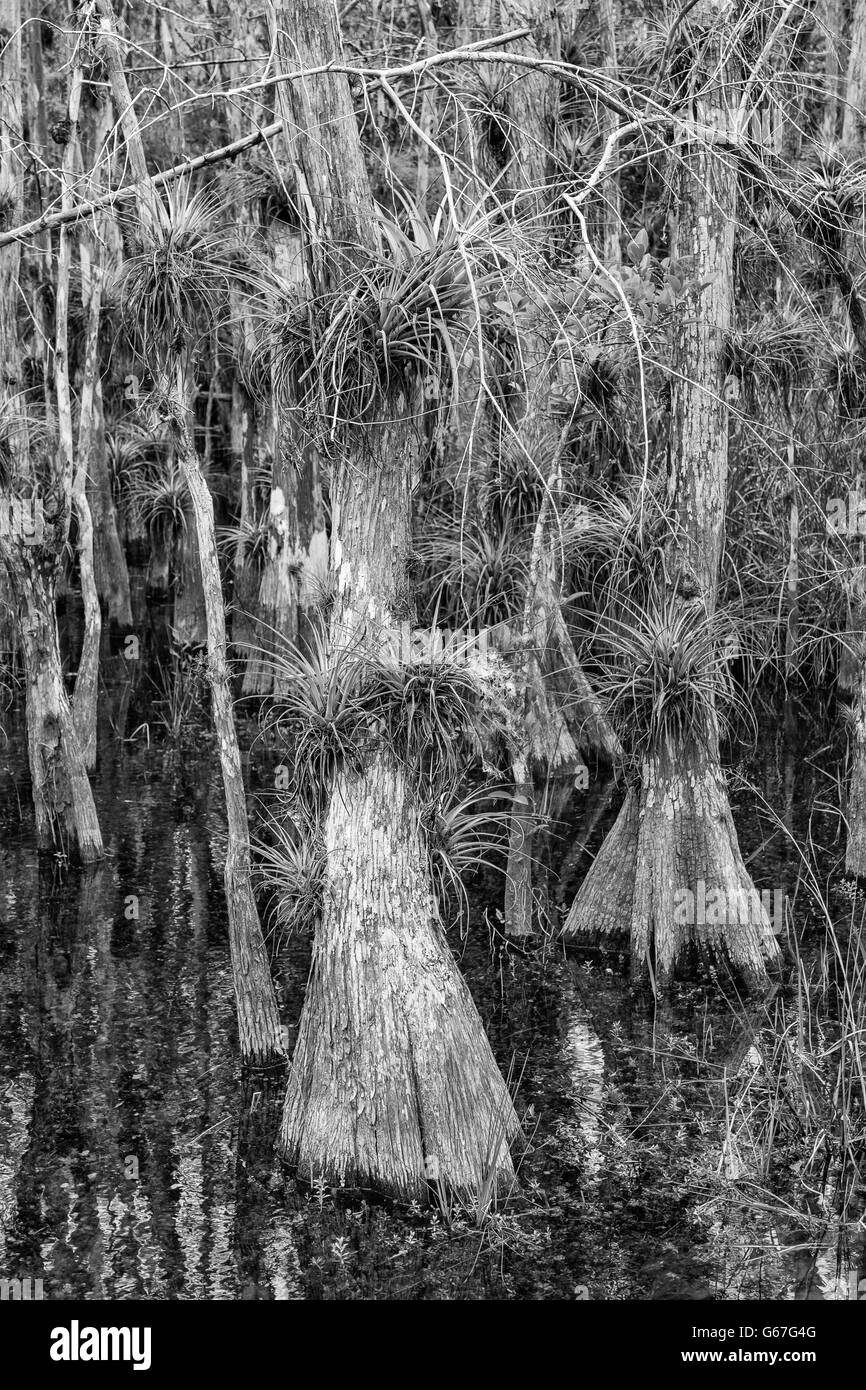 Florida, Big Cypress National Preserve, Loop Road, Zypresse Baum Strang Stockfoto