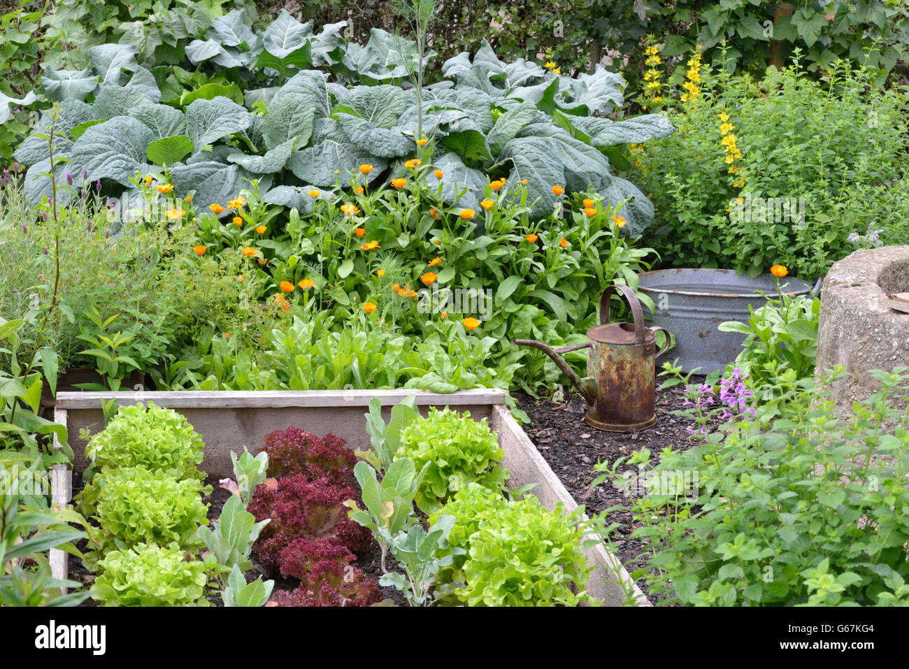 Gemüse Garten, Tierwelt Stockfoto