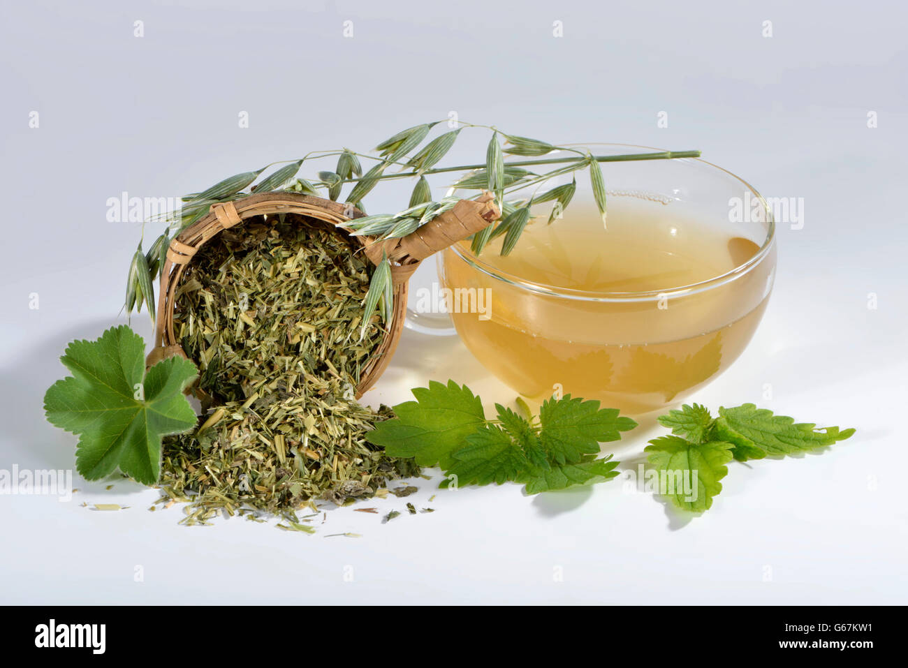 Grüner Hafer Tee, gemeinsame Hafer, Brennessel Kraut, Alpine Frauenmantel / (Avena Sativa), (Urtica Dioica), (Alchemilla Alpina) Stockfoto