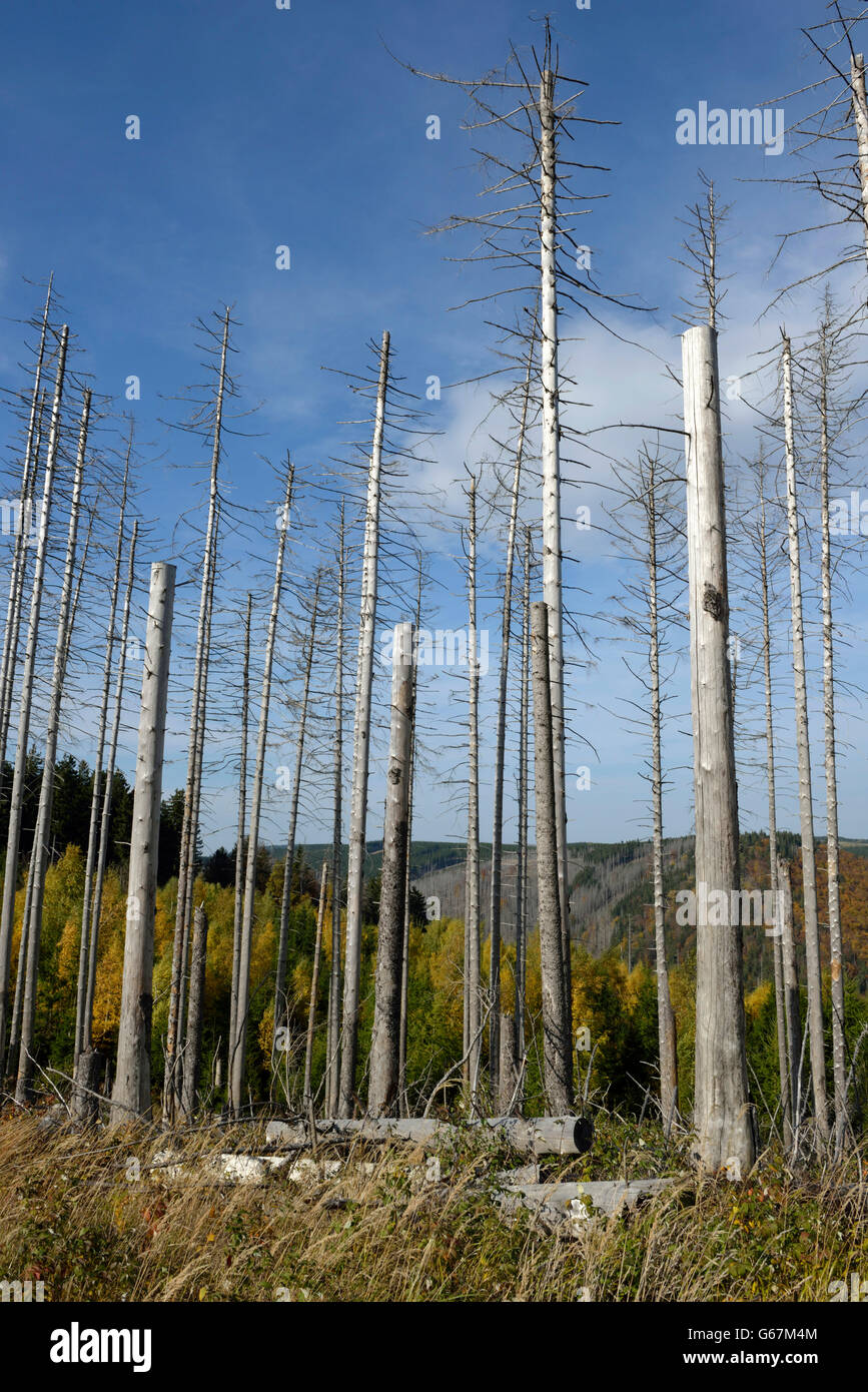 Tote Bäume, Brocken, Harz, Deutschland, gemeinsame Fichte / (Picea Abies) Stockfoto