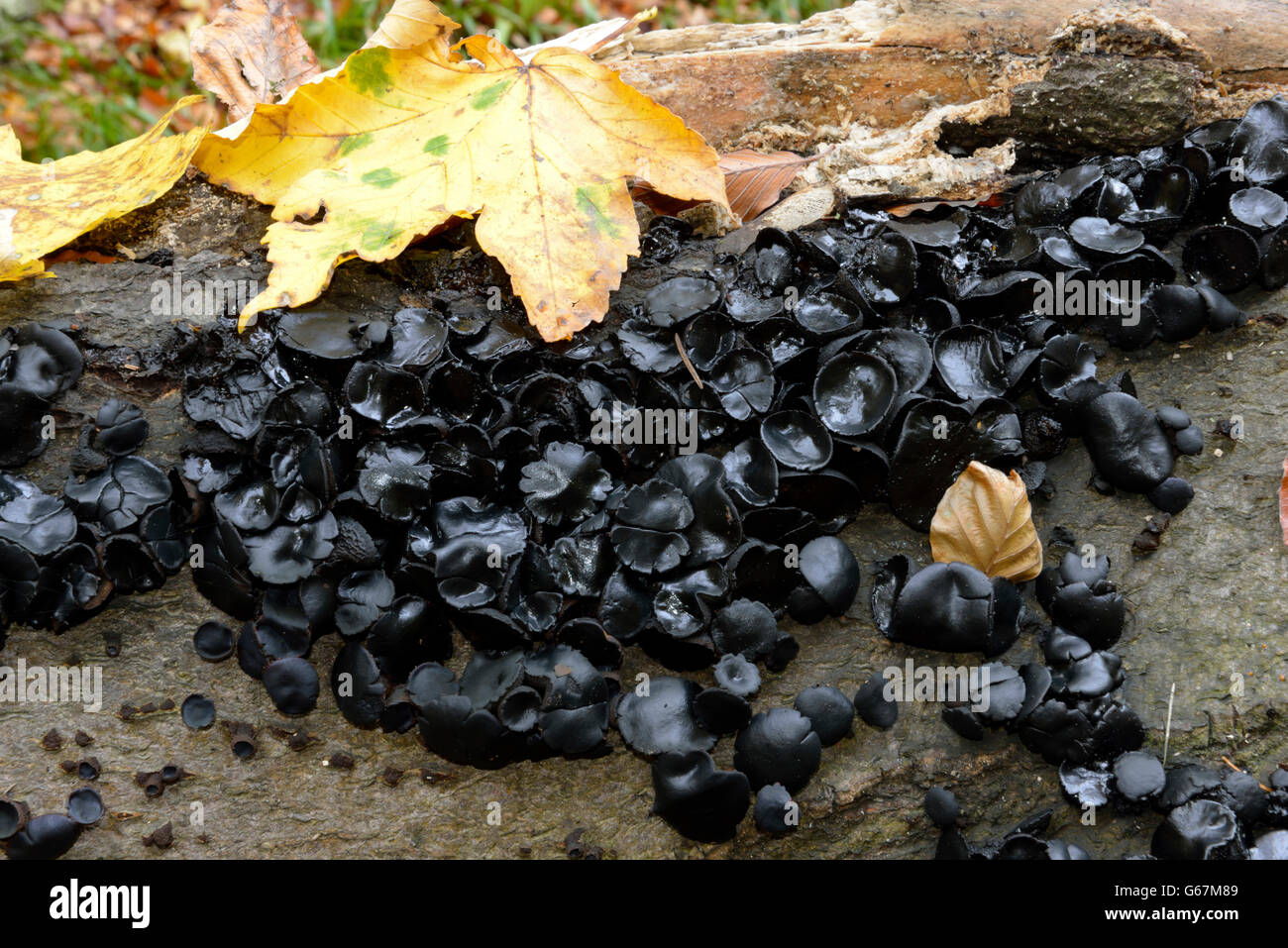 Black Witches' Butter, schwarzes Gelee-Roll, warzige Gelee-Pilz / (Exidia Truncata) Stockfoto
