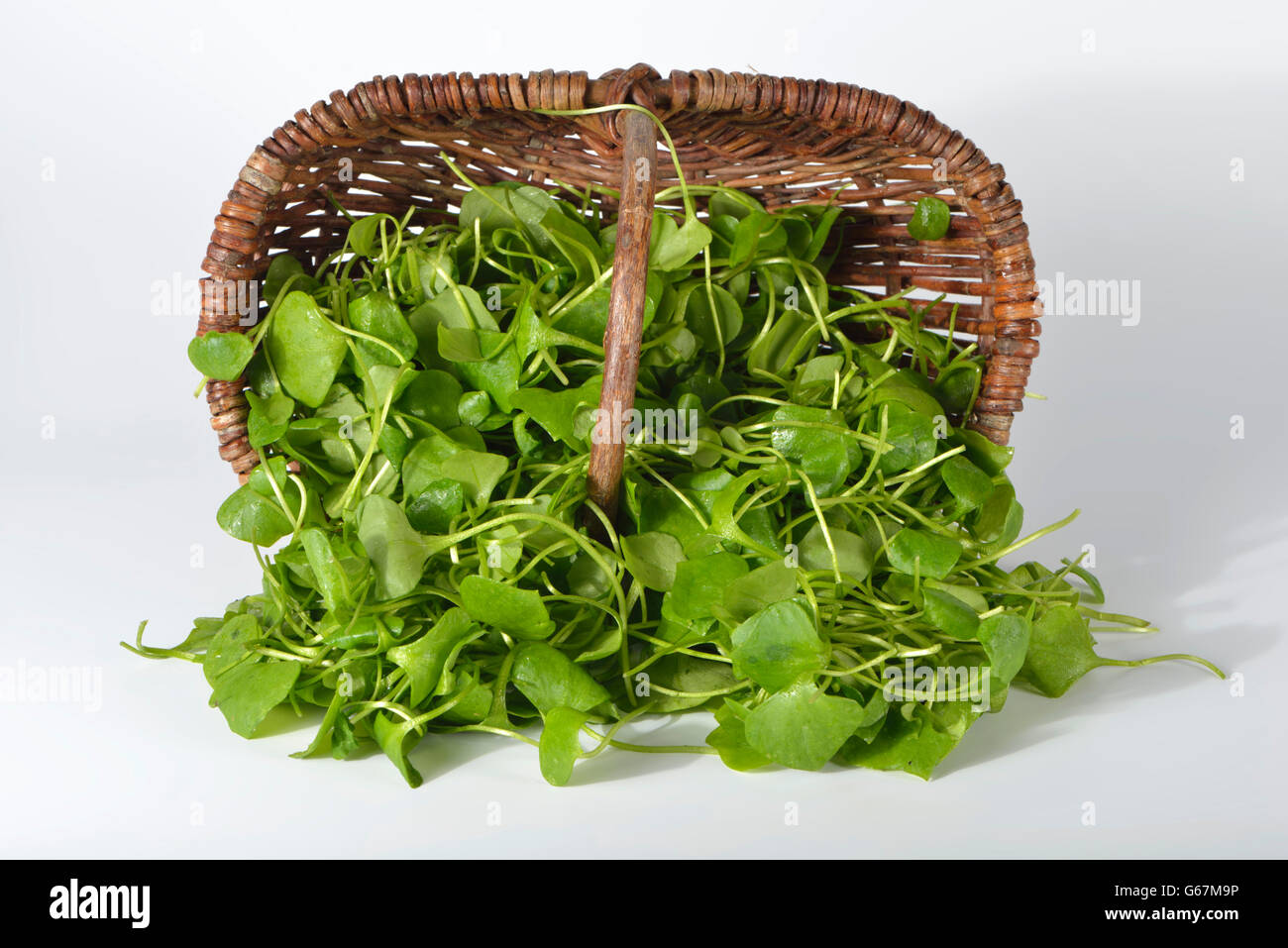 Miner's Salat, Winter-Portulak, indischer Salat / (Claytonia mitriformis) Stockfoto