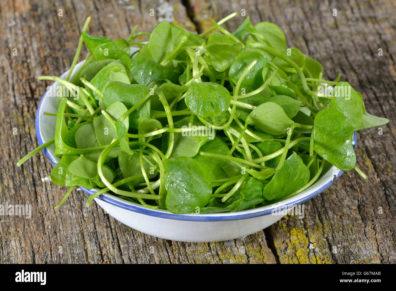 Miner's Salat, Winter-Portulak, indischer Salat / (Claytonia mitriformis) Stockfoto