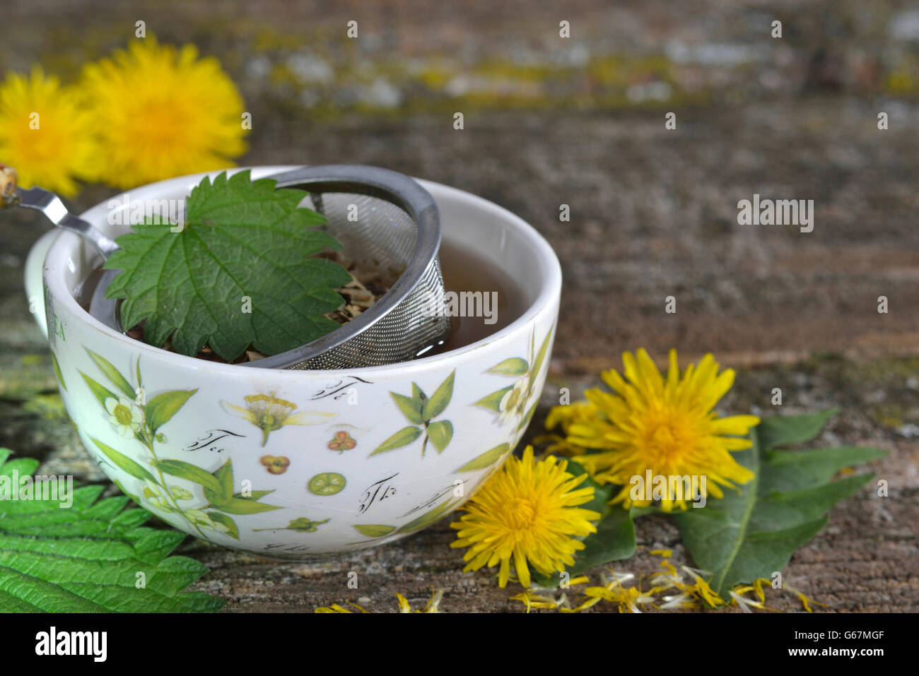 Eine Tasse Löwenzahn Tee / (Taraxacum Officinale) Stockfoto