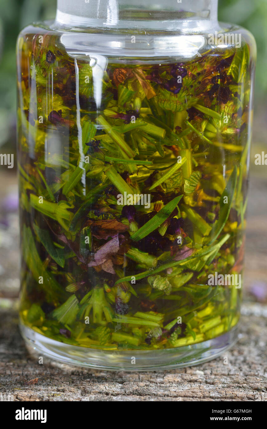 Lavendel-Öl / (Lavandula Angustifolia) Stockfoto