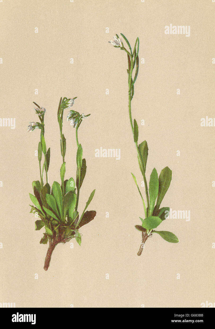 ALPENFLORA ALPENBLUMEN Arabis Coerulea (alle) HänkeBlaue Gänsekresse