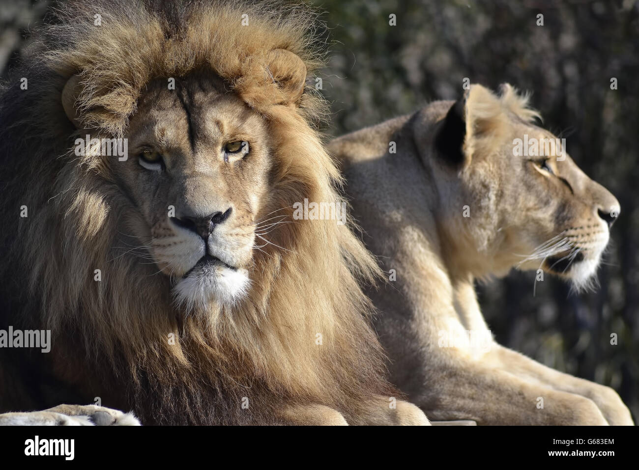 Ein Löwe (Panthera Leo) mit einer Träne und eine Löwin im Drakenstein Lion Park, Western Cape, Südafrika Stockfoto