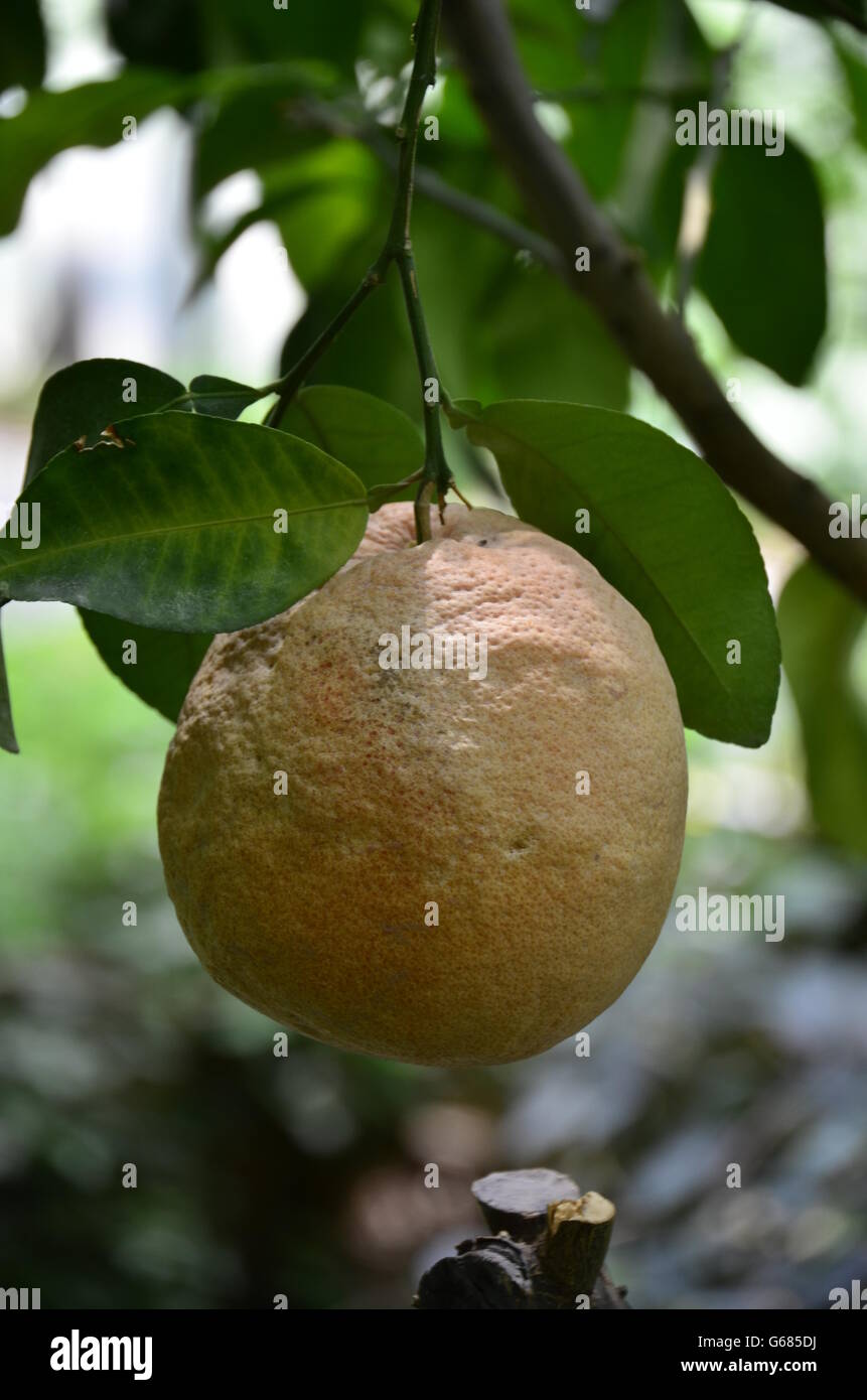Pomelo Stockfoto