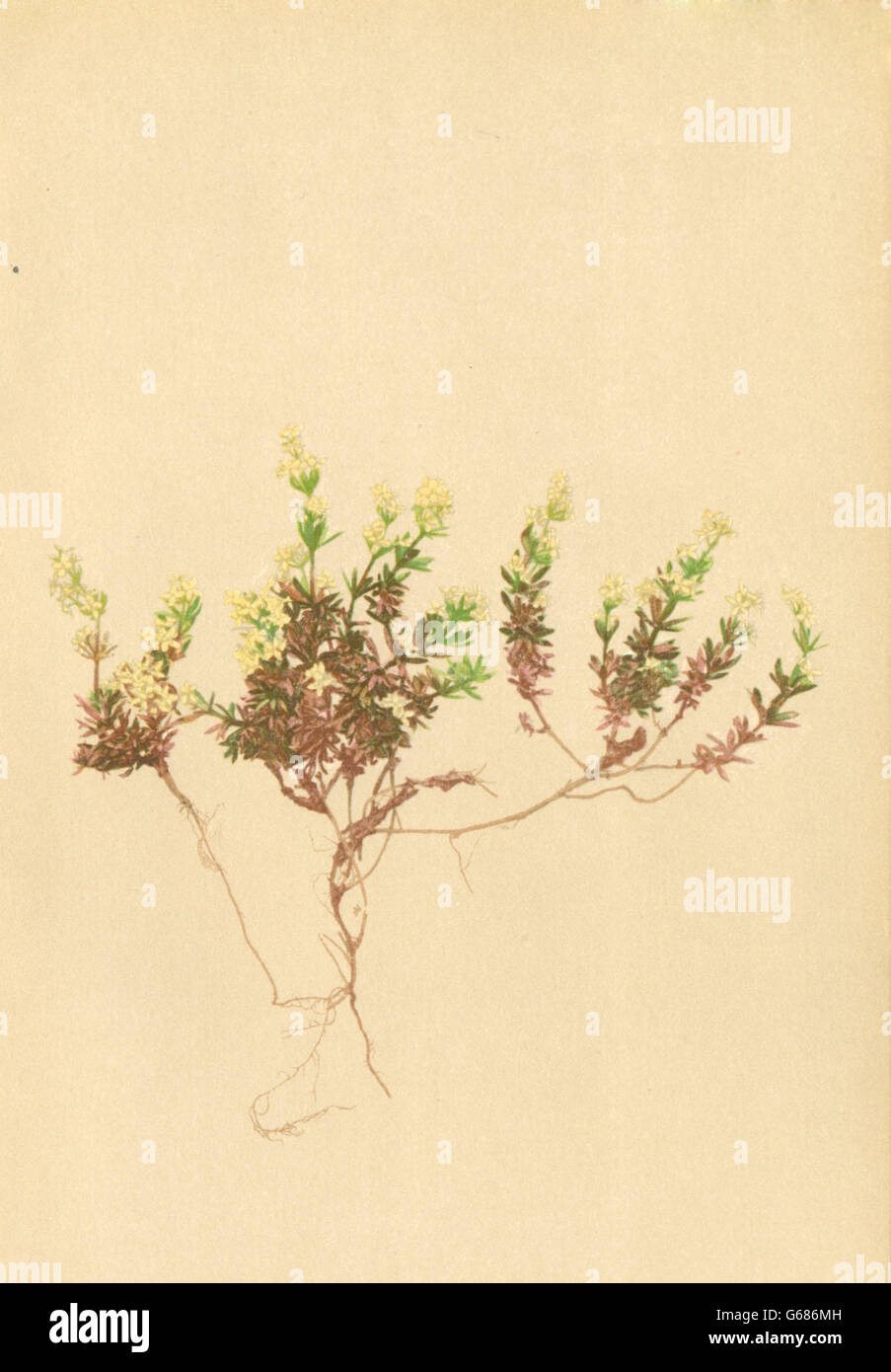 ALPENFLORA ALPENBLUMEN: Galium Baldense Spreng-Monte Baldo-Labkraut, 1897 Stockfoto