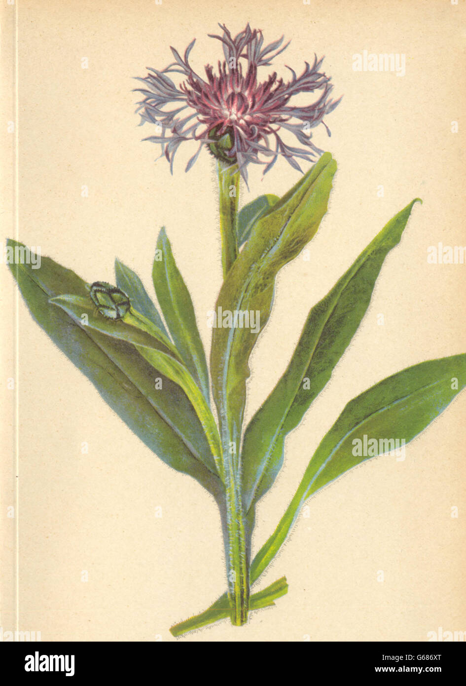 ALPENFLORA ALPENBLUMEN: Centaurea Montana L-Berg-Flockenblume, print 1897 Stockfoto
