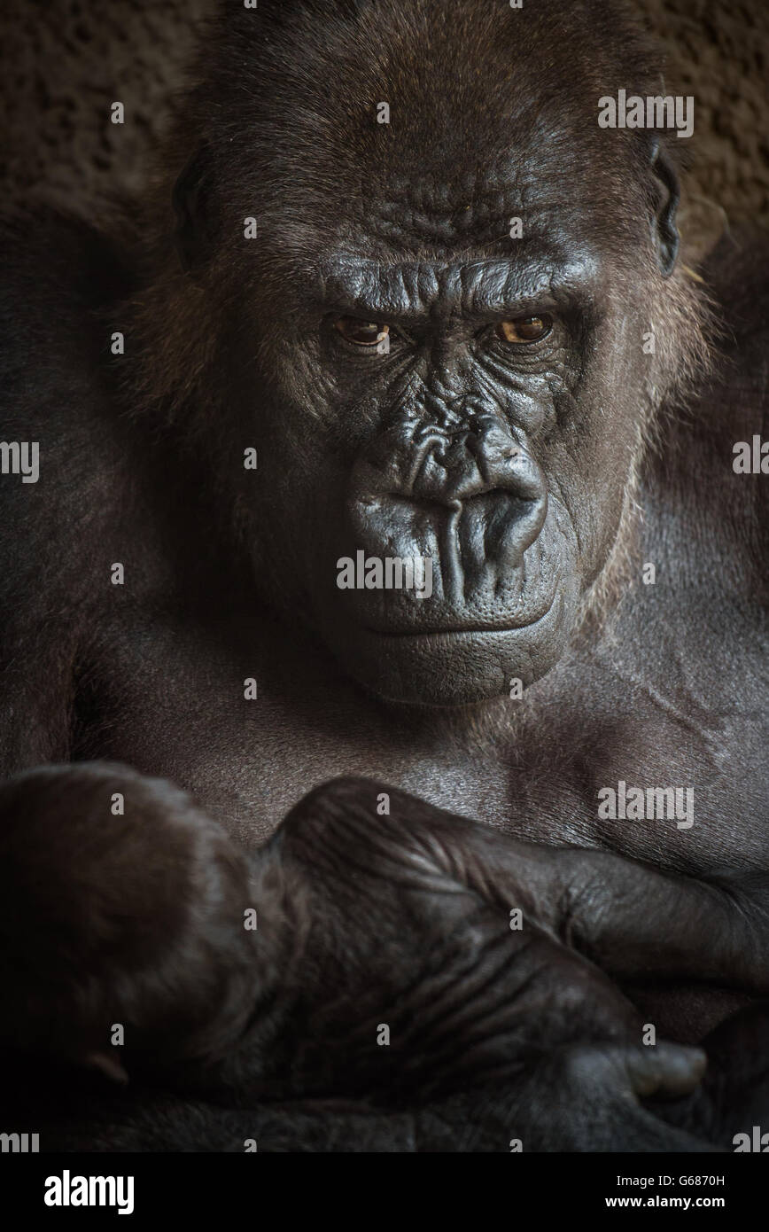 Angry-auf der Suche nach westlichen Flachlandgorilla stillen ihre Babys. Stockfoto