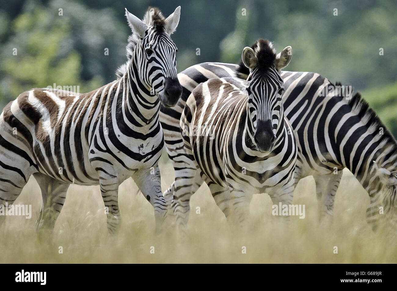Zebras werden mit einem neuen Paddock an der 'Wild Place' Attraktion eingeführt, die Teil des National Wildlife Conservation Park ist, in der Nähe von Cribbs Causeway, und wird vom Bristol Zoo betrieben. Stockfoto