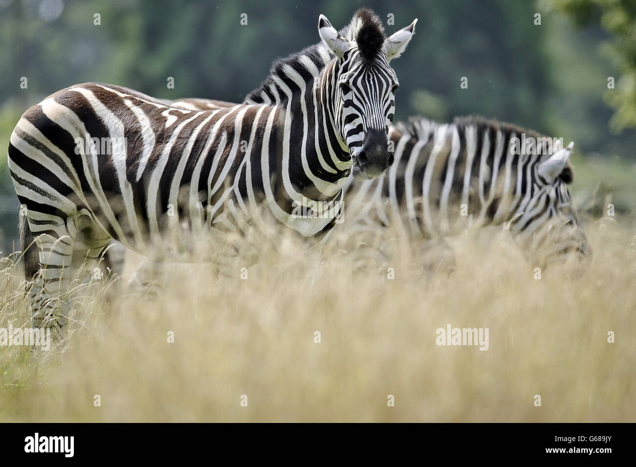 Zebras genießen Sie neues Haus Stockfoto