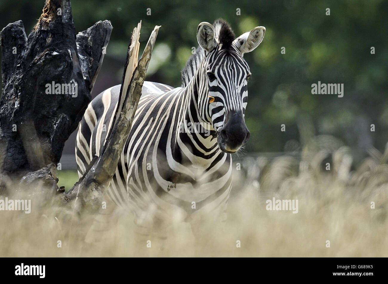 NEU AUFGELEGT MIT ZUSÄTZLICHEN BILDUNTERSCHRIFTEN ZEBRAS werden mit einem neuen Fahrerlager an der Attraktion "Wild Place" eingeführt, die Teil des National Wildlife Conservation Park ist, in der Nähe des Cribbs Causeway und vom Bristol Zoo betrieben wird. Stockfoto