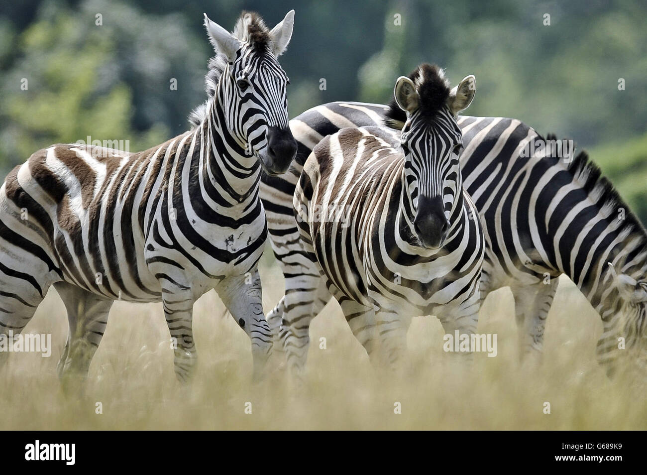 NEU AUFGELEGT MIT ZUSÄTZLICHEN BILDUNTERSCHRIFTEN ZEBRAS werden mit einem neuen Fahrerlager an der Attraktion "Wild Place" eingeführt, die Teil des National Wildlife Conservation Park ist, in der Nähe des Cribbs Causeway und vom Bristol Zoo betrieben wird. Stockfoto