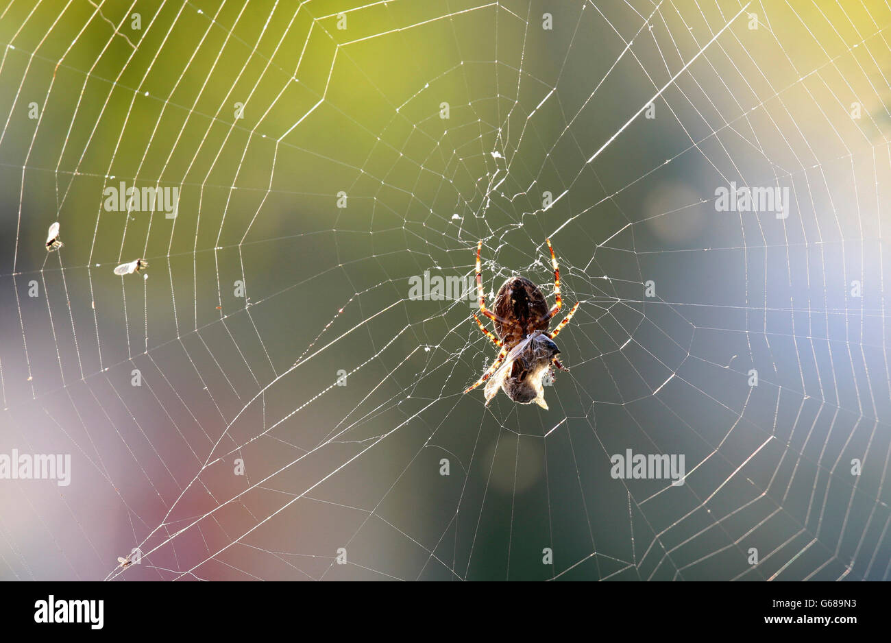 Eine Spinne mit Beute, eine Wespe in seinem Netz Stockfoto