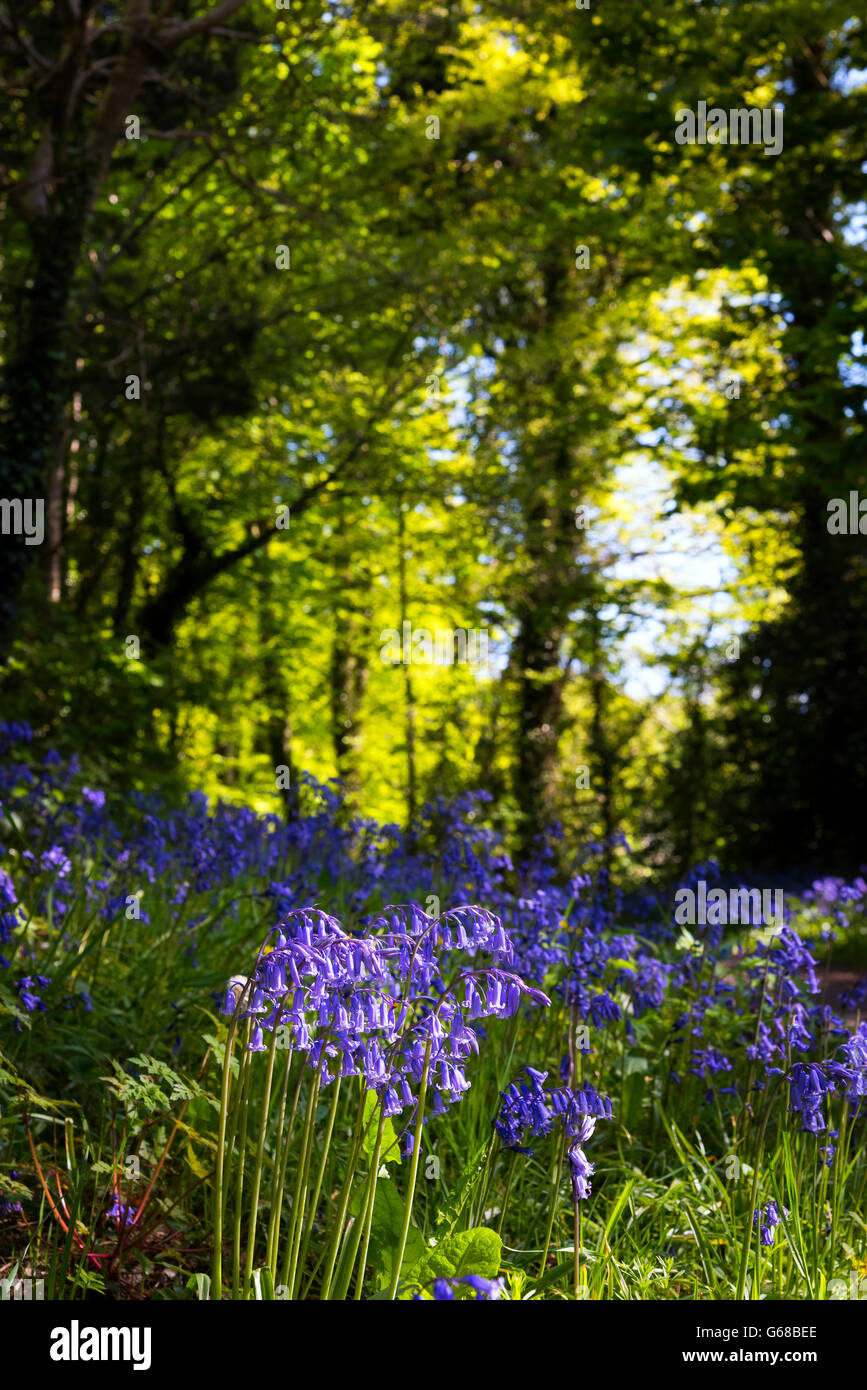 Glockenblumen Audley Holz, nach unten, Nordirland Stockfoto