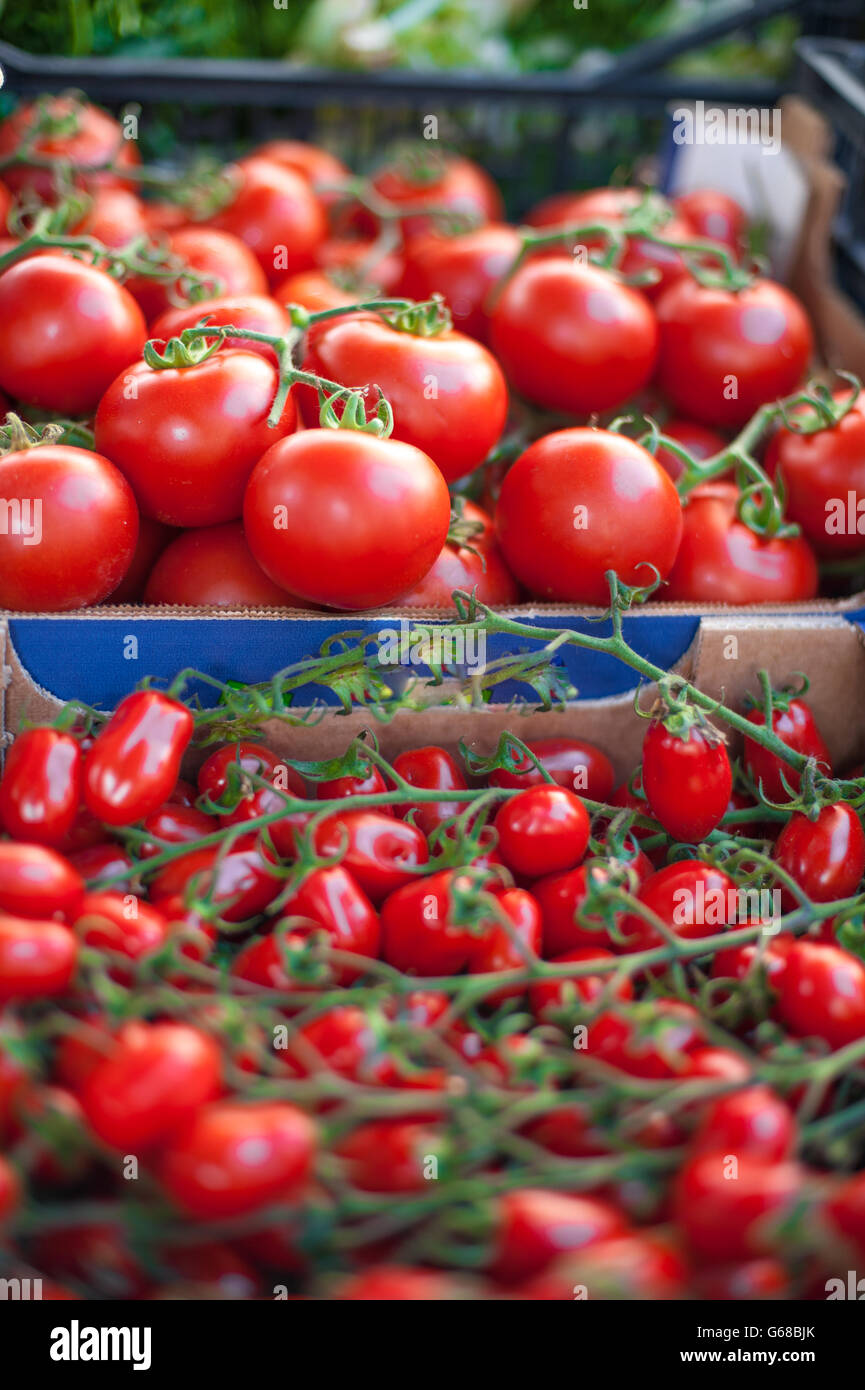 Jede Menge rote frische reife Runde und Cherry-Tomaten am Markt stand Closeup in selektiven Fokus Stockfoto