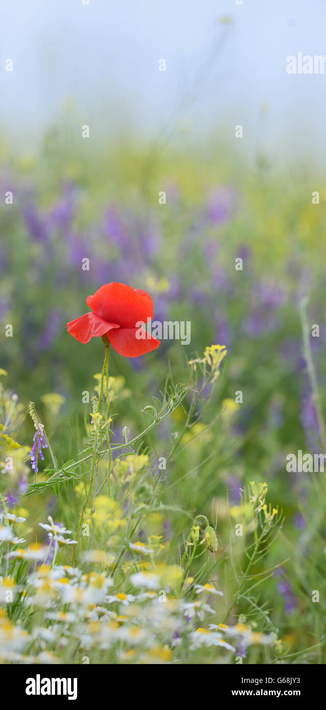 Roter Mohn und wilde Blumen im Sommer Stockfoto