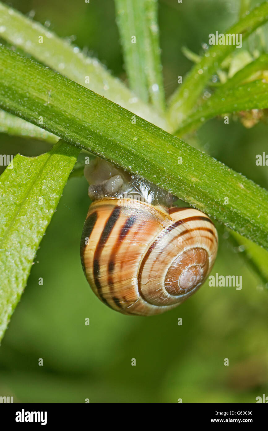 Weißlippen-Schnecke (Bänderschnecken Hortensis) Stockfoto